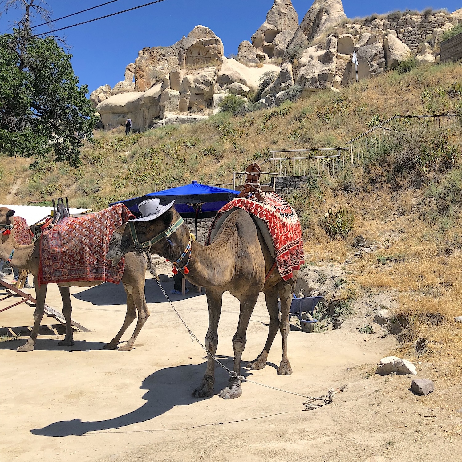 Camel dressed up in Cappadocia Turkey