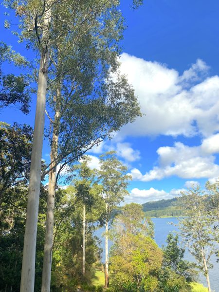 Montville Dam Gumtrees Montville Dam Gumtrees