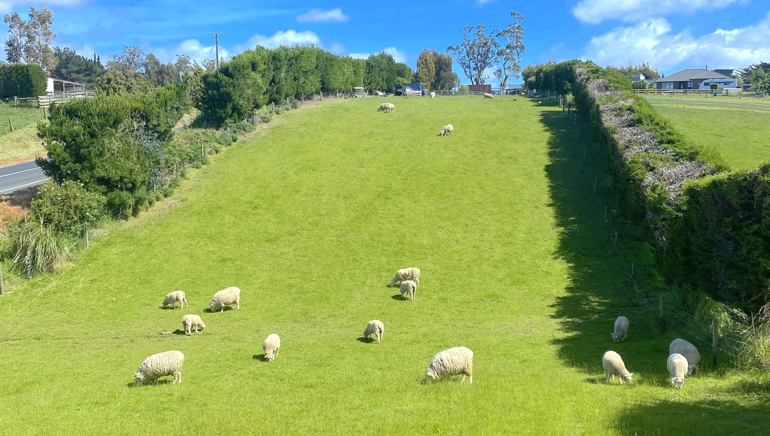 Tunnel Beach Sheep Tunnel Beach