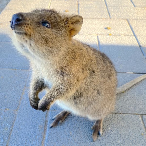 Smiling Quokka Rottnest Square