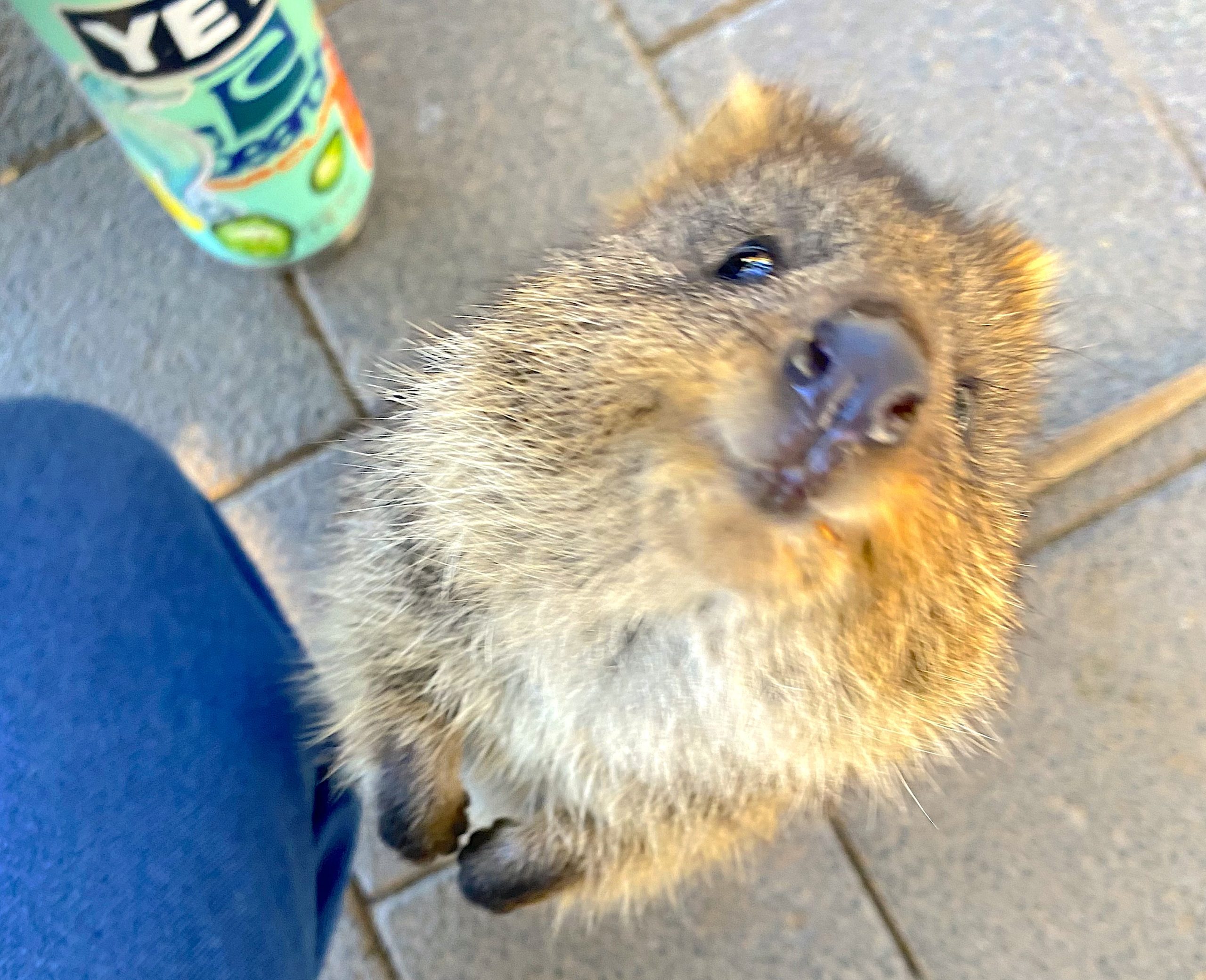 Rottnest Smiling Quokka Rottnest Smiling Quokka