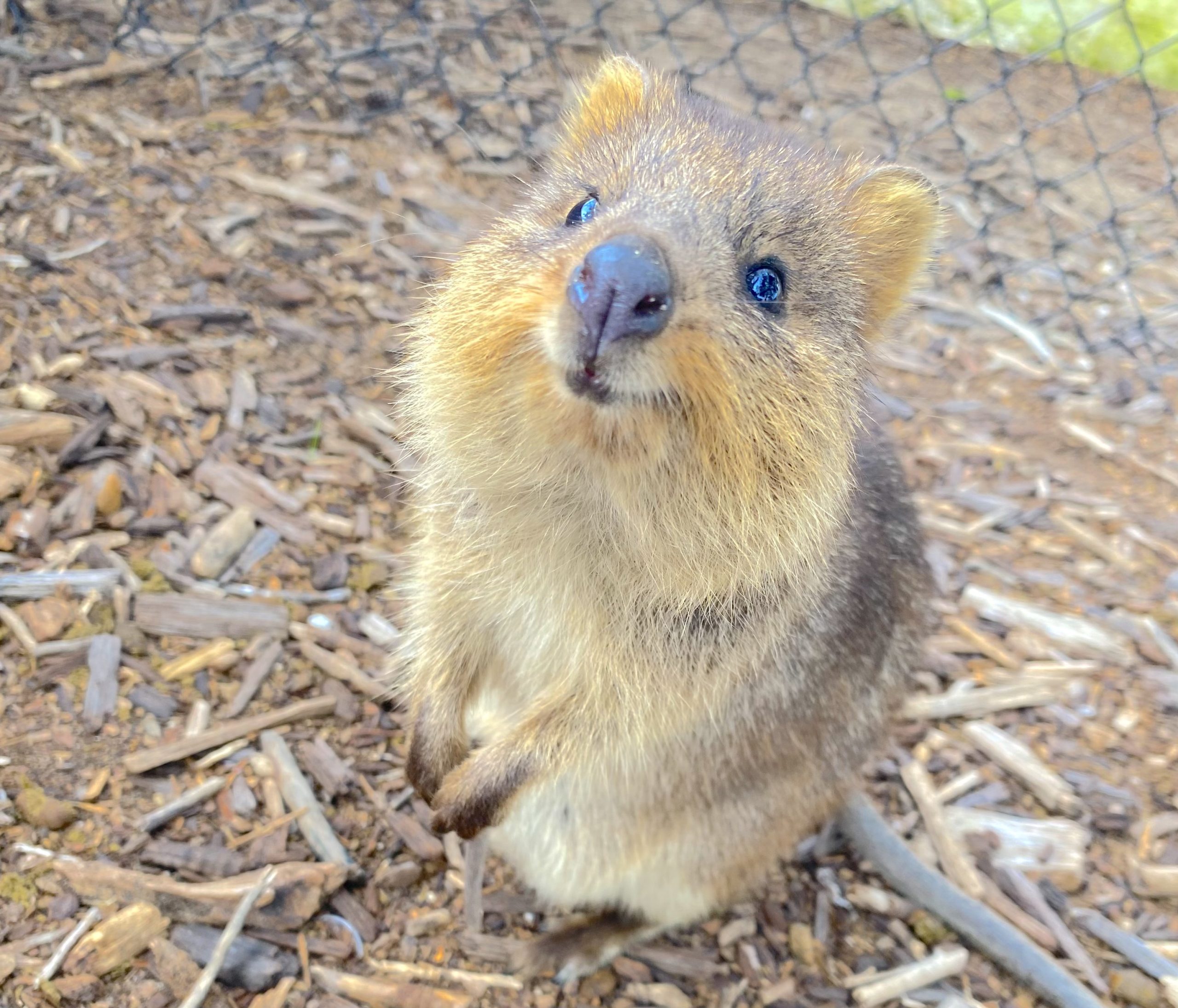 Rottnest Smiling Quokka Rottnest Smiling Quokka